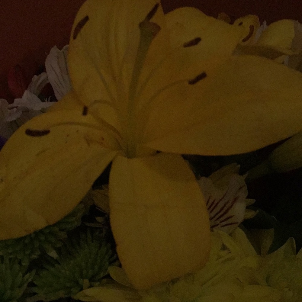 Meet your Posher, Melissa